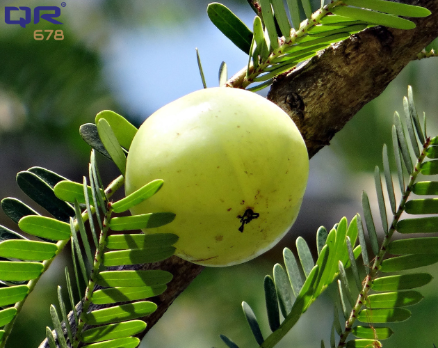Amla Reetha Shikakai Powder Benefits for Hair