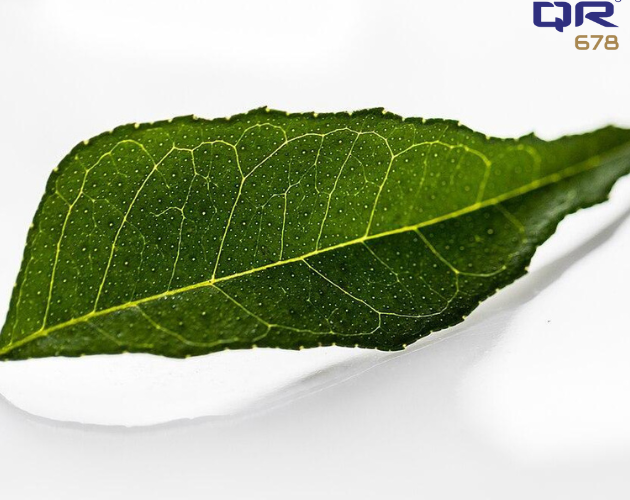 How To Use Curry Leaves For Hair Growth